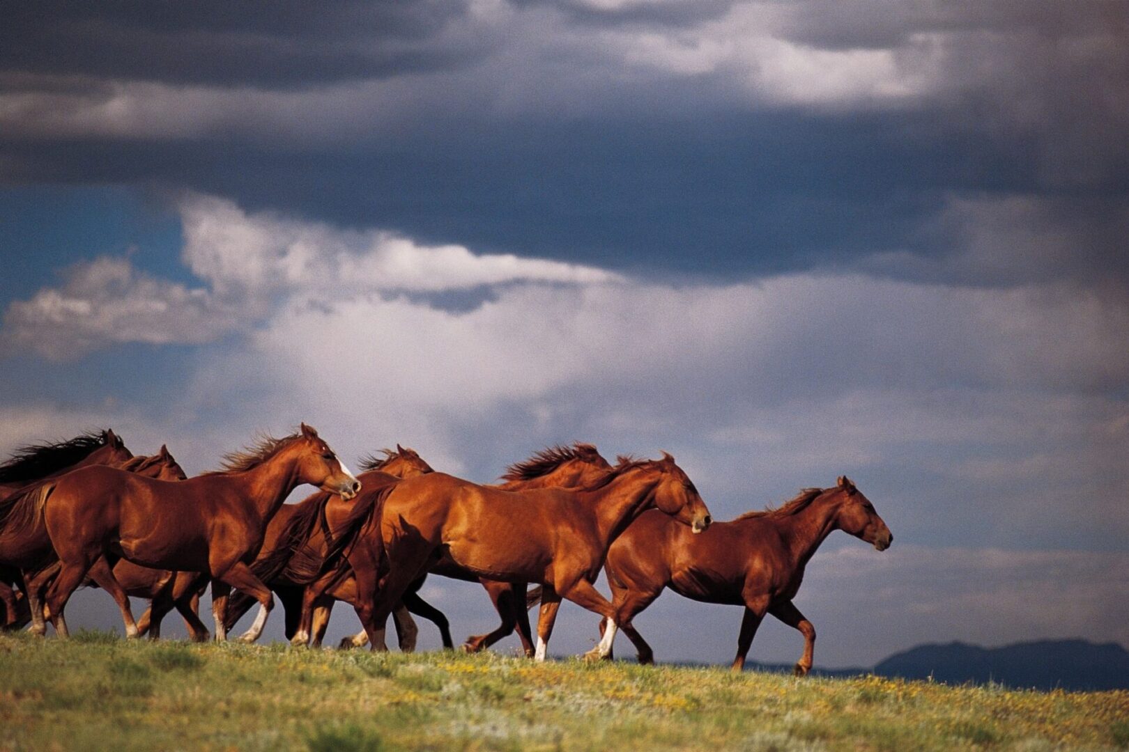 A group of horses running in the grass.