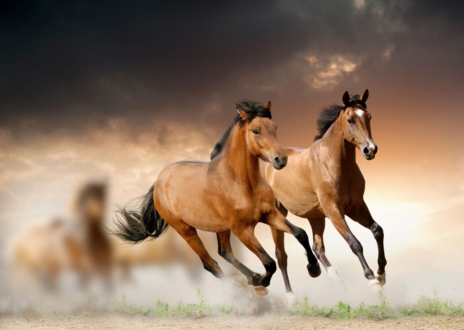 Two horses running in the grass with a cloudy sky behind them.