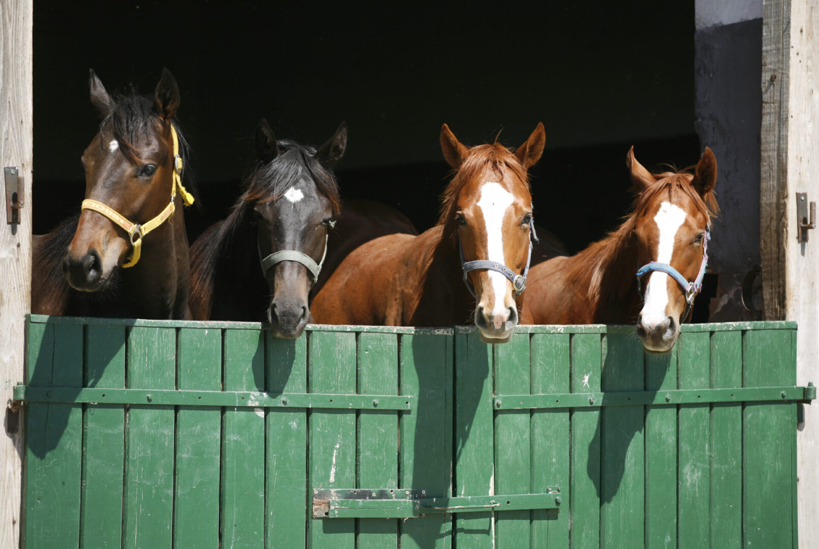 Nice thoroughbred foals in the stable door. Purebred chestnut racing horses in the barn.